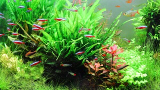 Thumbnail of post image 007